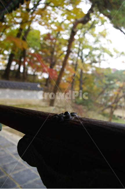 traditional,전통,가을,fall,나무,식물,plant,단풍,한국전통,한국문화,korean traditional,korean culture