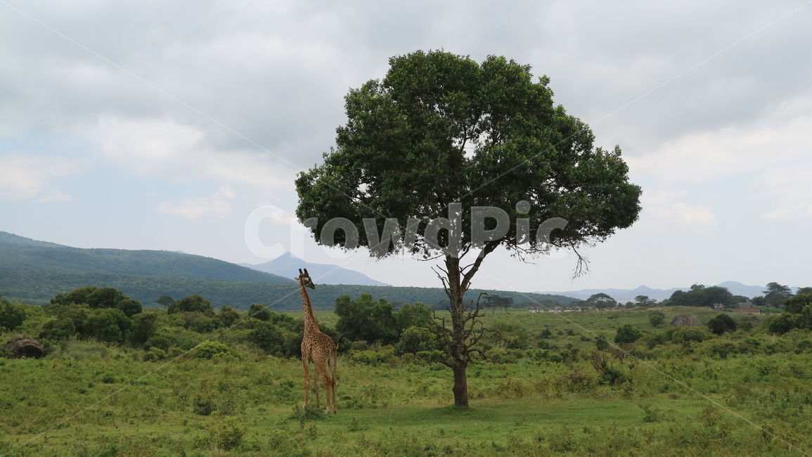 옥외,field,들,grassland,목초지,nature,outdoors,대초원,savanna,자연,자연,풍경,nature,landscape