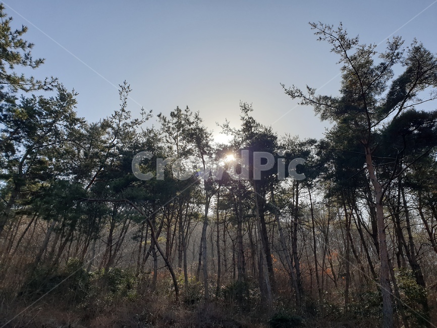 숲,나무,빛,자연,역광