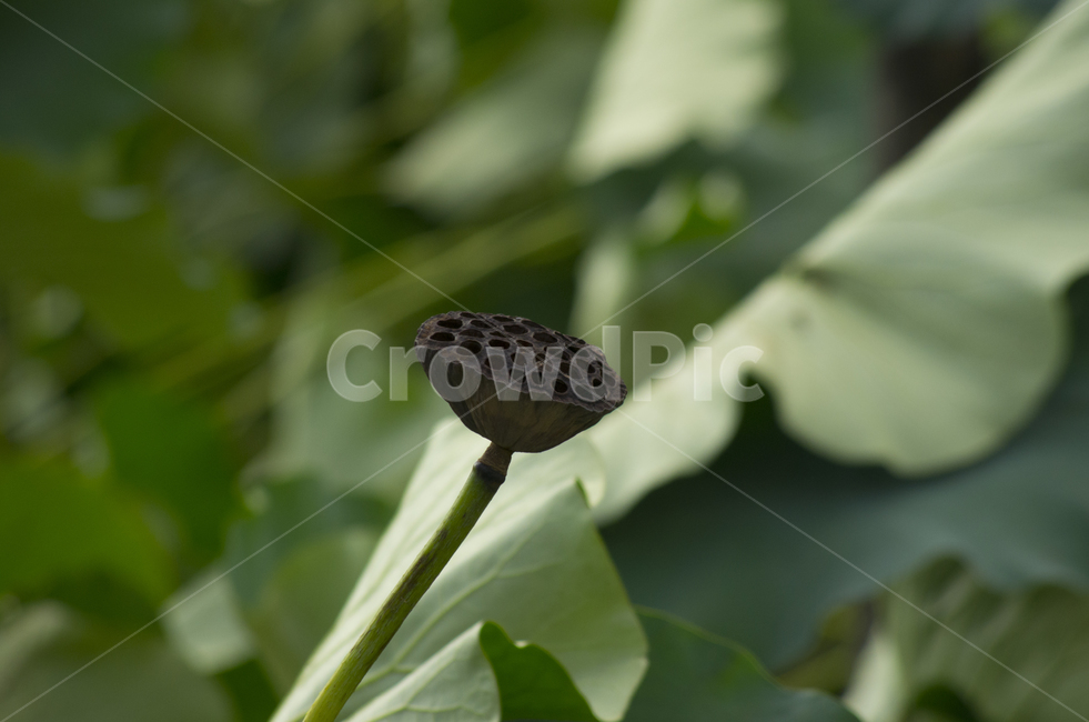연꽃,연,여름,연열매,연근,감정,계절,beauty,macro,closeup,접사,매크로,확대,lotus,summer,season,풍경,풍경사진,감성,감성사진,정취
