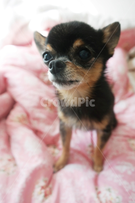 animal,동물,canine,pet,dog,개,mammal,포유류,puppy,치와와,강아지,노령견,훈련,동물,animal,포유류,mammal,개,강아지,dog,doggy