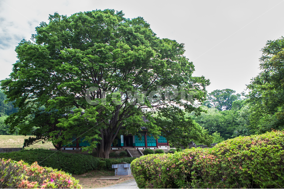 tree,plant,식물,문화,역사,문화재,유물,유산,건물,건축,고건물,고건축,강화,강화도,고려궁터,나무,한옥,창문,창틀,단청,기둥,계단,보호수,배경,백그라운드,풍경,정원,고려궁,조경,고려궁지,관광지
