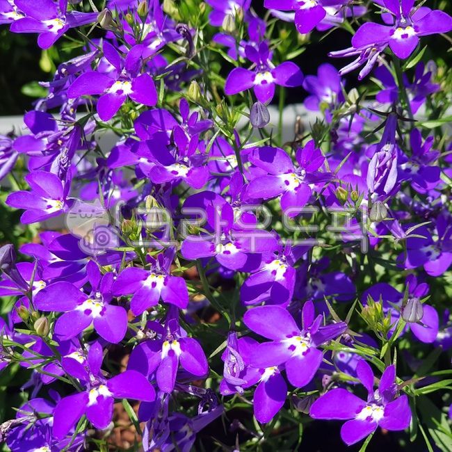 보라색,로벨리아,꽃,식물,야생화,속씨식물,flower