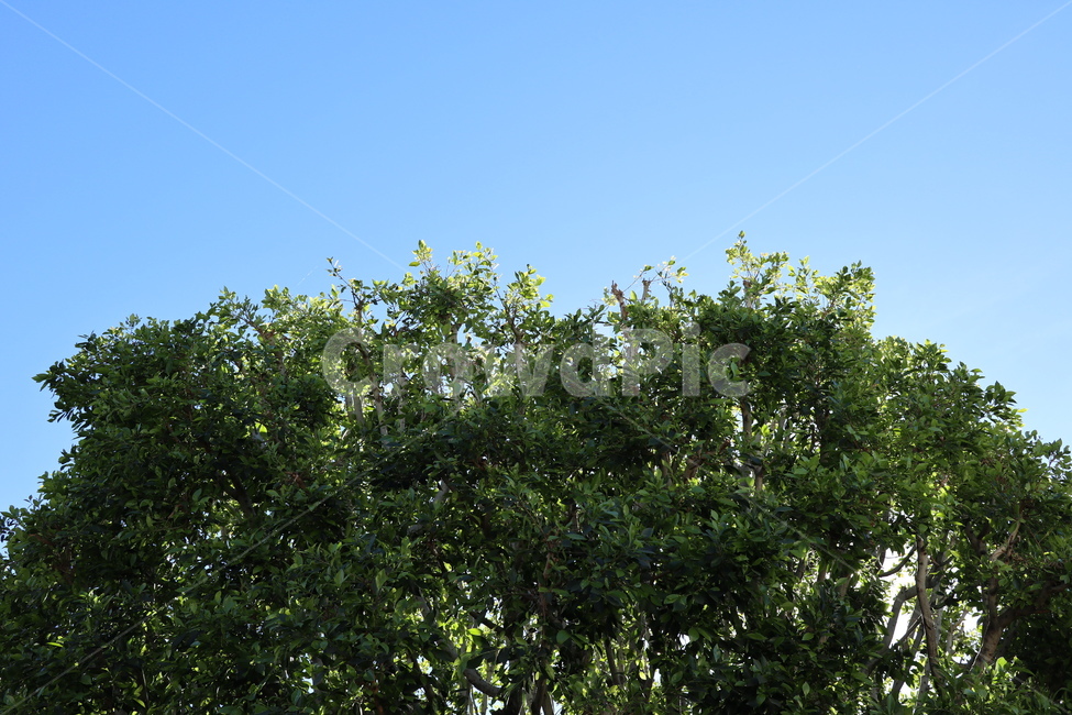 나무,하늘,잎,tree,sky,자연,풍경,nature,landscape,plant,식물
