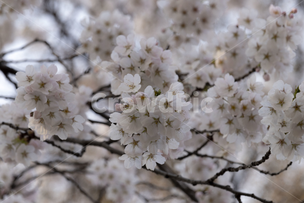 벚꽃,벚꽃나무,벚나무,흰벚꽃,cherryblossoms,봄,계절,spring,season,식물,자연,plants,nature,꽃,flower,plant,blossom,cherry blossom
