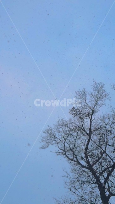 눈,겨울,나무,하늘,풍경,배경,겨울,계절,winter,season,식물,자연,plants,nature,나무,trees,wood