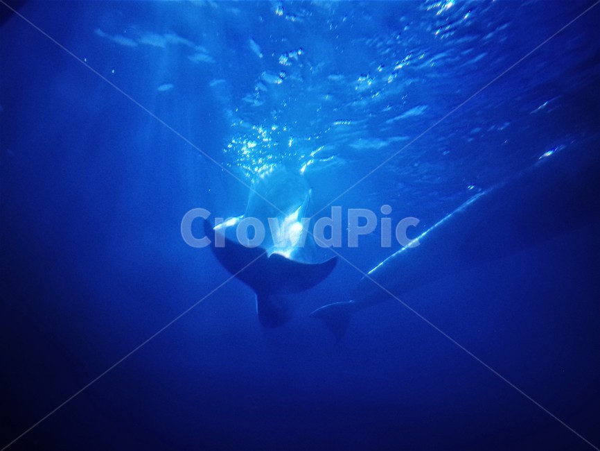 수조관,꼬리,물속,water,해양생물,동물,animal