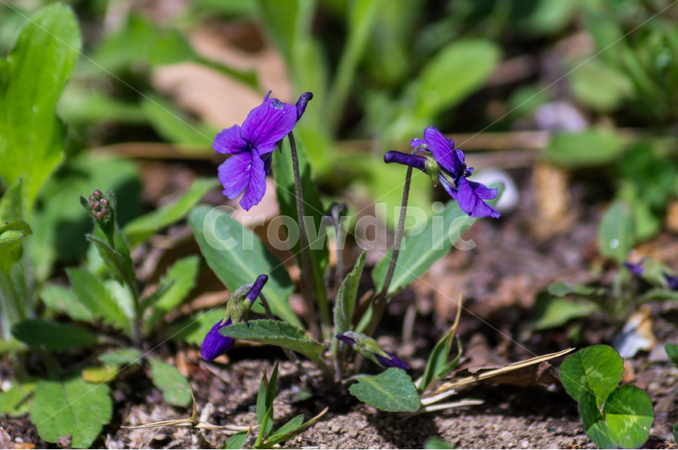 봄,꽃,spring,flower,보라,violet,식물,자연,plants,nature,꽃,flower