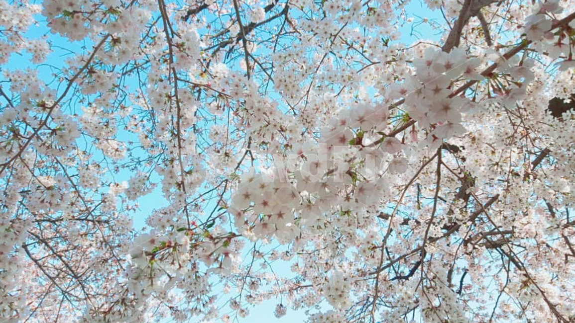 벚꽃,꽃,flower,나무,감성,감성사진