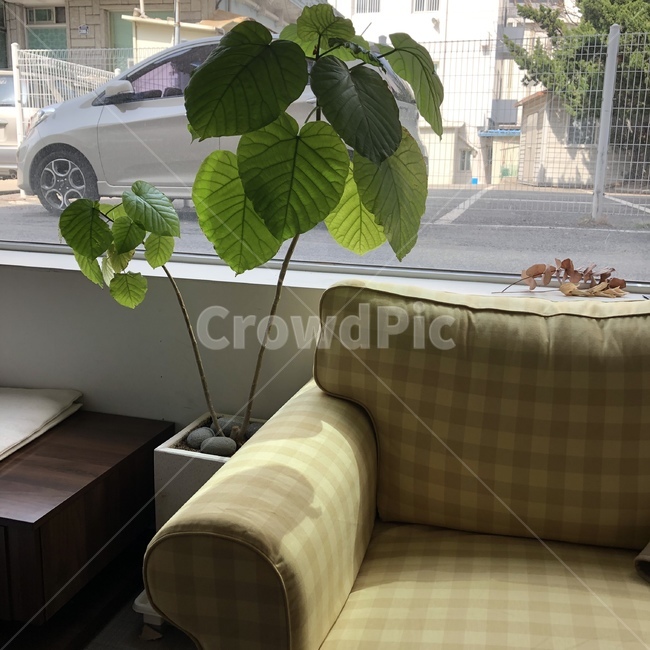 햇살,소파,화분,카페,창문