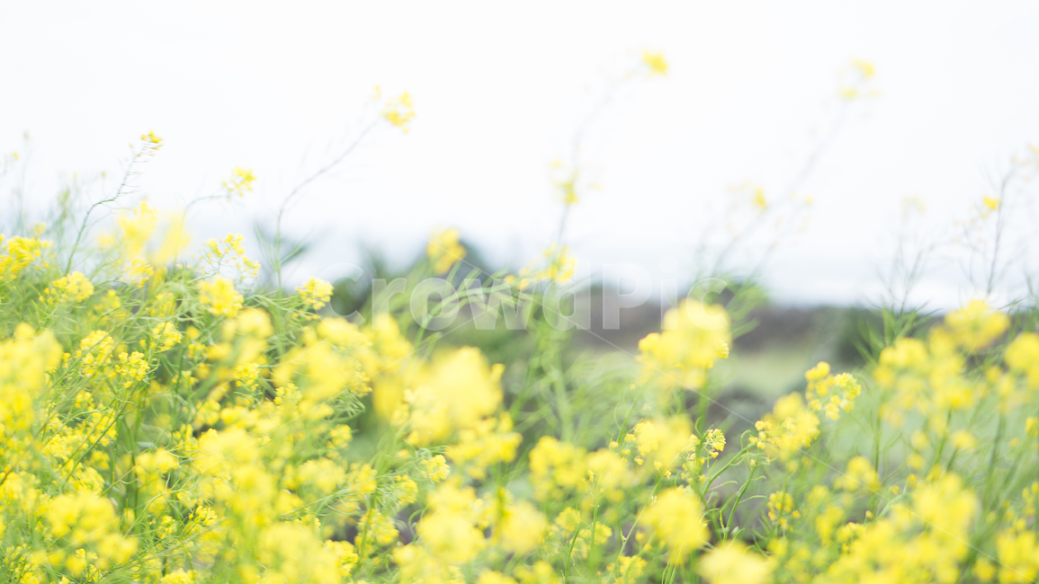 유채꽃,꽃밭,자연,풍경,꽃,식물,nature,봄,계절,spring,season,식물,자연,plants,nature,꽃,flower