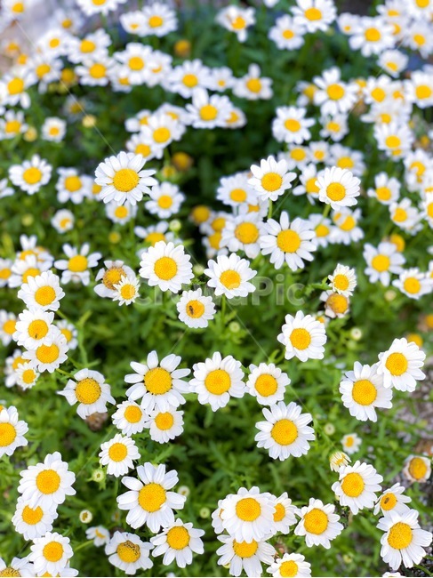하얀꽃,계란꽃,꽃,접사,개망초