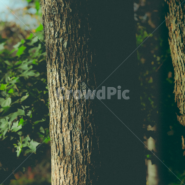 tree,나무,plant,식물,treetrunk,나무줄기,나무,trees,wood