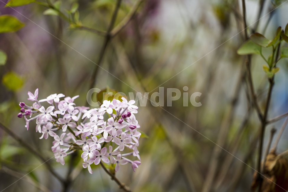 plant,식물,꽃,flower,수수꽃다리,cucumberherb