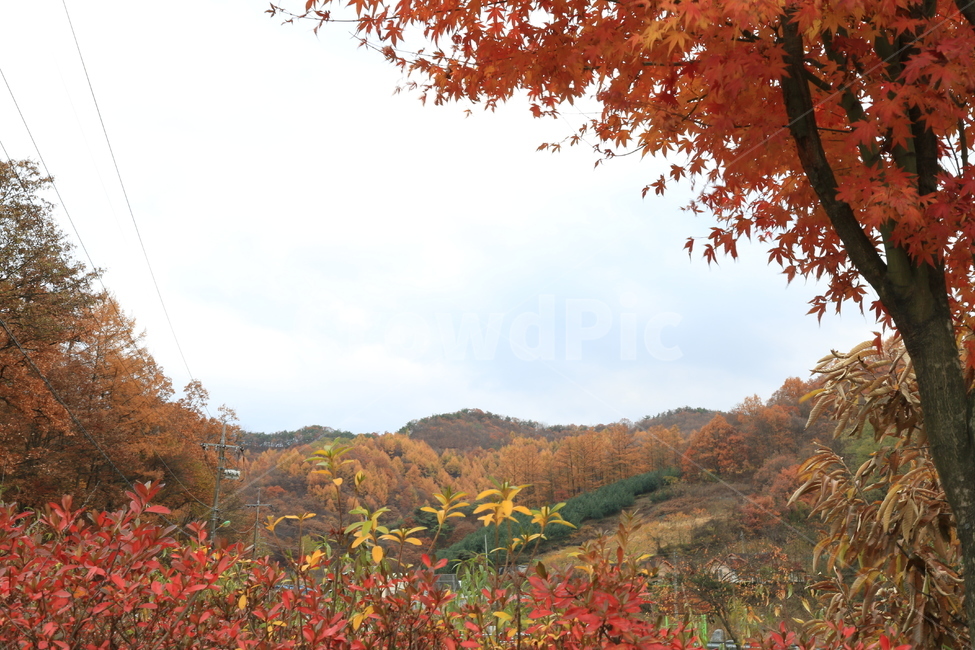 나무,식물,농촌,옥외,지방,가을,단풍,잎,감성,tree,plant,ruralarea,outdoor,area,autumn,maple,leaf,sensibility,sky,하늘,구름,cloud,자연,nature,가을,계절,fall,autumn,season,자연,풍경,nature,landscape