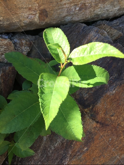 plant,식물,leaf,잎,돌,식물,자연,plants,nature