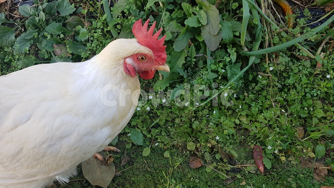 닭,흰닭,chicken,닭벼슬,풀,동물,animal,조류,새,birds