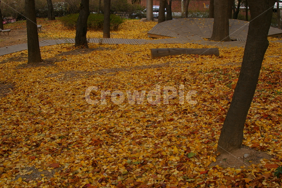 plant,식물,tree,나무,treetrunk,나무줄기,ground,바닥,은행나무,은행잎,잎,낙엽,단풍,감성사진