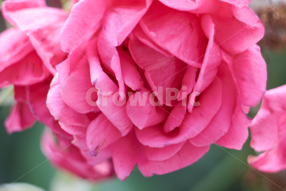 꽃,접사,생화,flower,식물,plant,nature,초접사,꽃잎,장미,꽃,flower