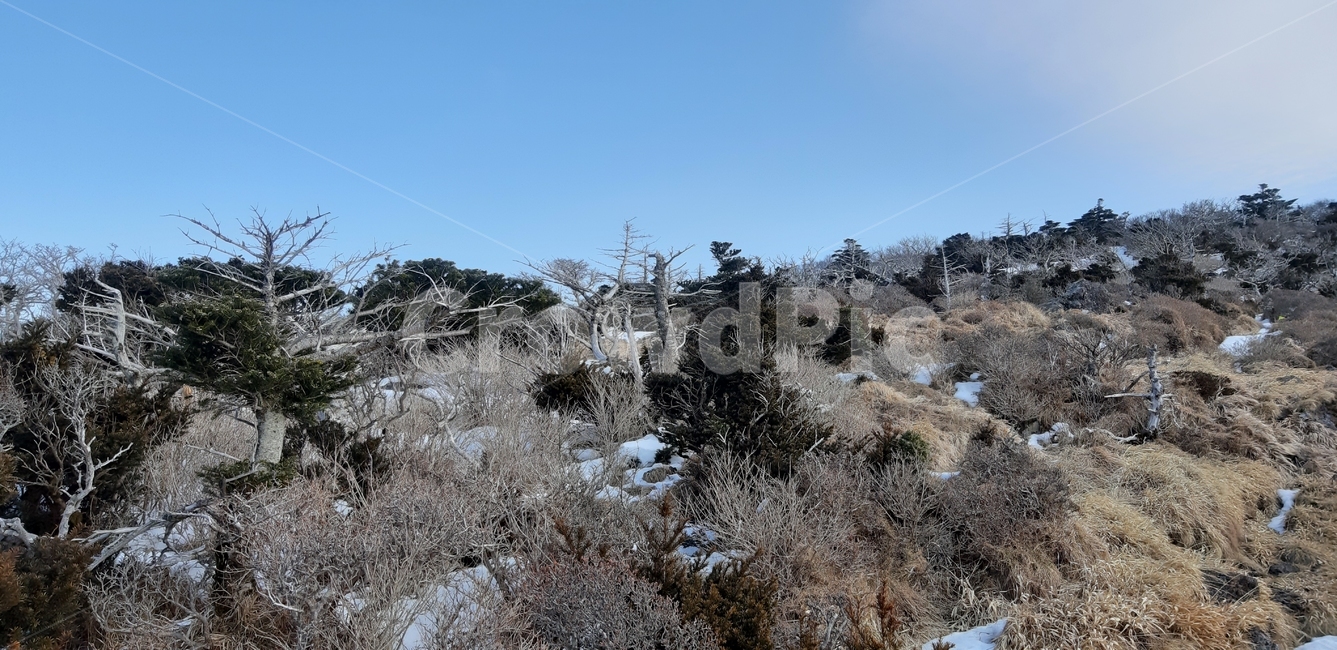 제주,한라산,영실코스,구상나무,고사목,겨울,겨울,계절,winter,season,자연,풍경,nature,landscape,tree,나무,plant,식물,outdoors,옥외,fir,전나무