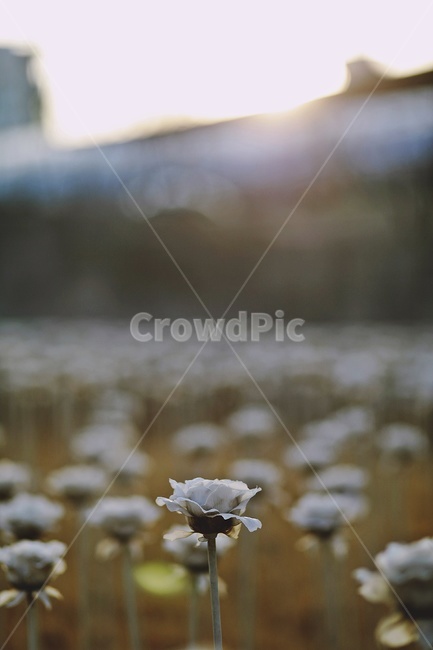 장미,하얀장미,장미꽃,whiterose,rose,식물,자연,plants,nature,꽃,flower