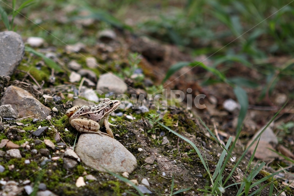 개구리,자연,초록,풀,돌,자갈,나무,잔디,이끼,frog,animal,nature,동물