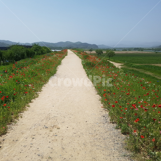 꽃길,악양,뚝방길,양귀비꽃,배경,식물,자연,plants,nature,꽃,flower