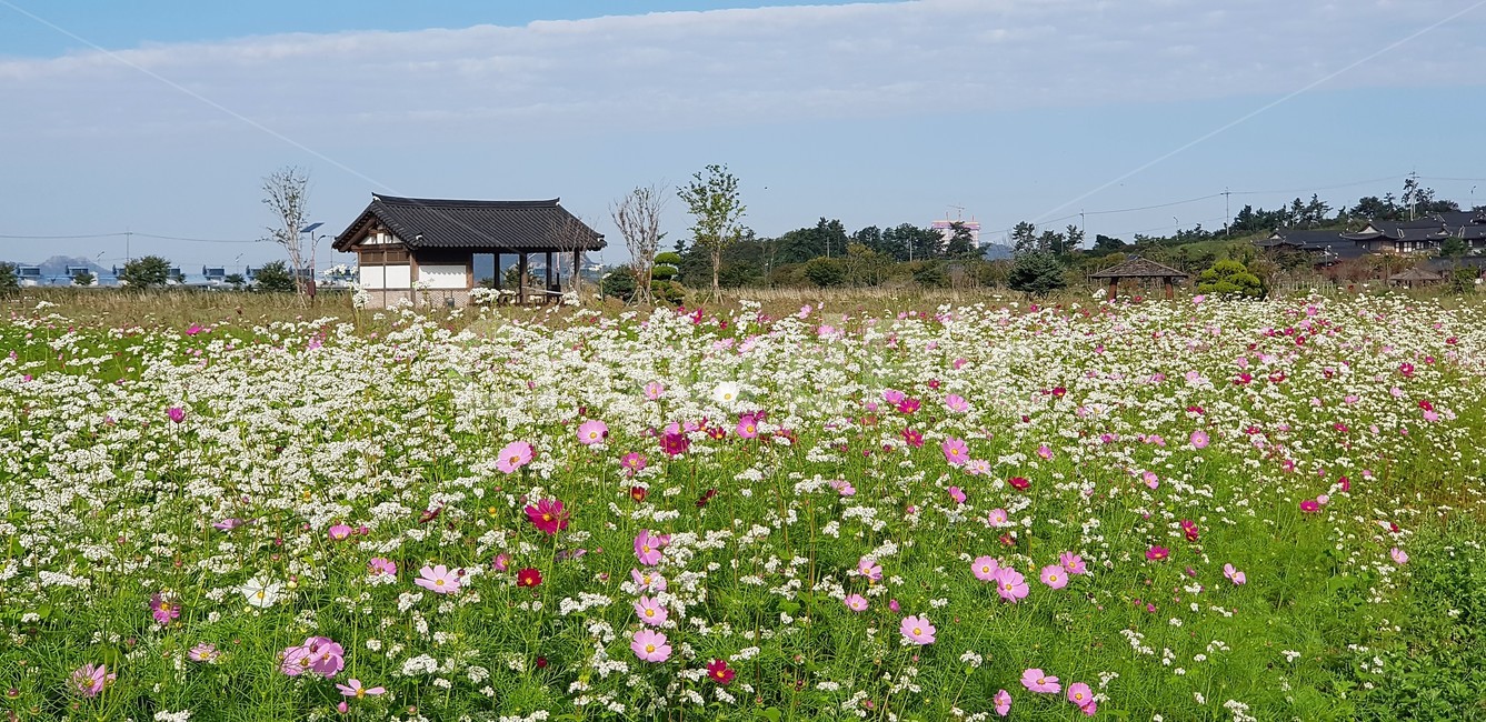가을,꽃,코스모스,메밀,순수,식물,자연,계절,풍경,감성,flower,서정,nature,하늘,beauty,구름,가을,계절,fall,autumn,season,자연,풍경,nature,landscape,한국자연풍경,한국자연경관,korea nature landscape,식물,plants,꽃,flower,outdoors,옥외,field,들,grassland,목초지,rural,농촌,shelter,피난처,building,건물