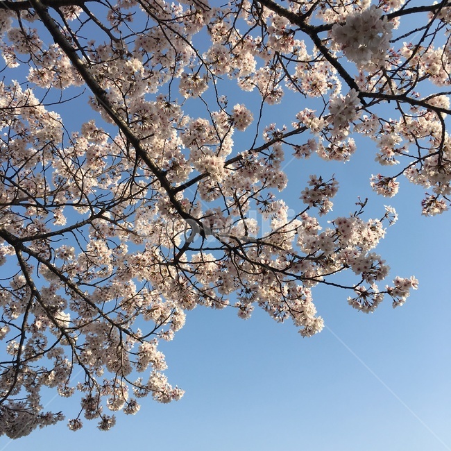 벚꽃,봄,봄감성,벚꽃감성,벚꽃팝콘,감성사진,봄,계절,spring,season,식물,자연,plants,nature,꽃,flower,plant,blossom
