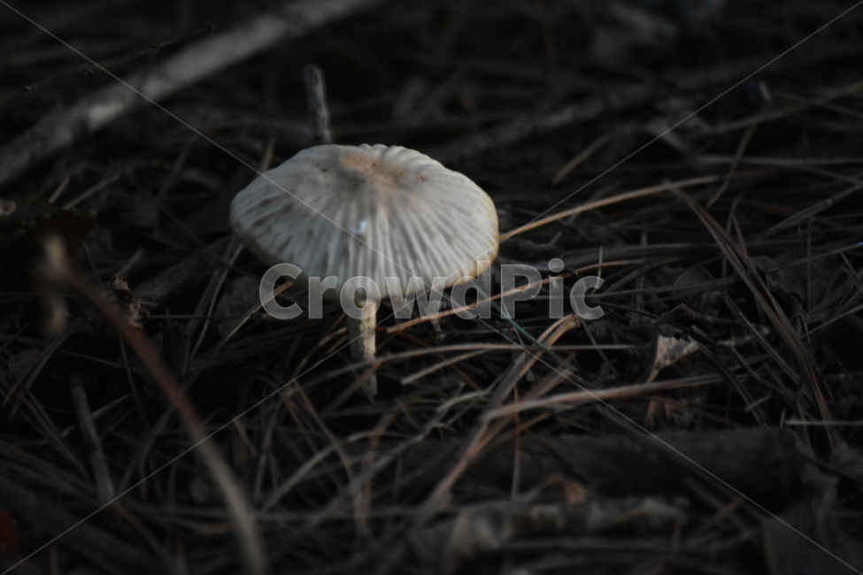 궁둥공원,산책로,나무,숲,자연,산책,풀,버섯,mushroom