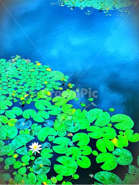 연꽃,연못,자연,옥외,nature,water,outdoors,식물,자연,plants,nature