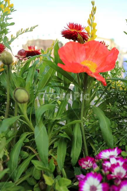 꽃,flowers,봄,식물,계절,정원,꽃밭,컬러풀,클로즈업,자연,꽃잎,가드닝,텃밭,아름다움,뷰티,백그라운드,배경,배경이미지,양귀비,빨강,빨간꽃,식물,자연,plants,nature,꽃,flower