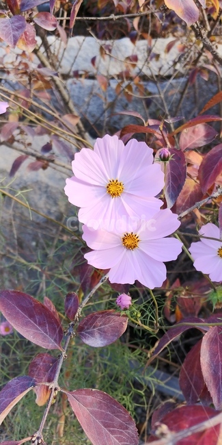꽃,코스모스,자연,분홍꽃,가을꽃,식물,자연,plants,nature,꽃,flower