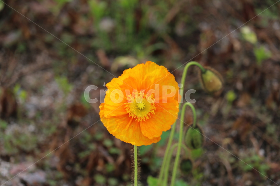꽃,봄,여름,수목원,자연,봄,계절,spring,season,식물,자연,plants,nature,꽃,flower,plant