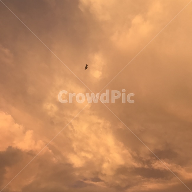 하늘,하늘색,노을,구름,sky,자연,풍경,nature,landscape,animal,동물,flying,나는,bird,새
