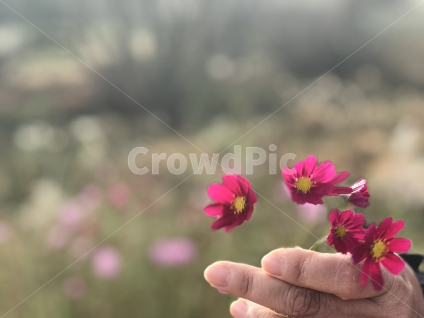 꽃,가을,코스모스,산책,힐링,가을,계절,fall,autumn,season,식물,자연,plants,nature,꽃,flower,blossom,geranium,제라늄,plant