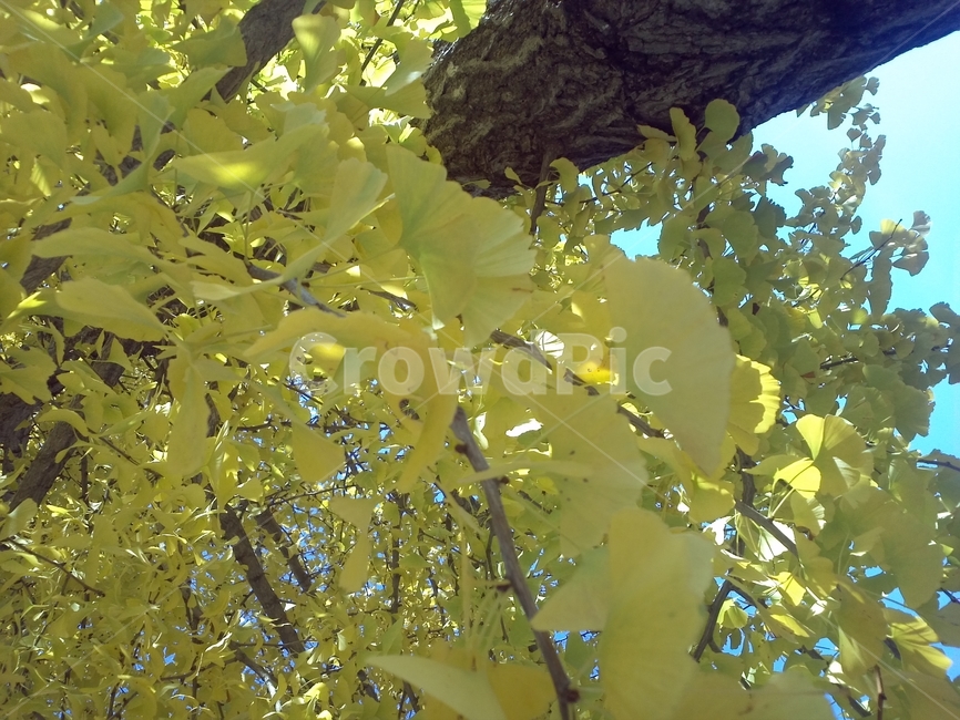plant,식물,tree,나무,treetrunk,나무줄기,식물,자연,plants,nature
