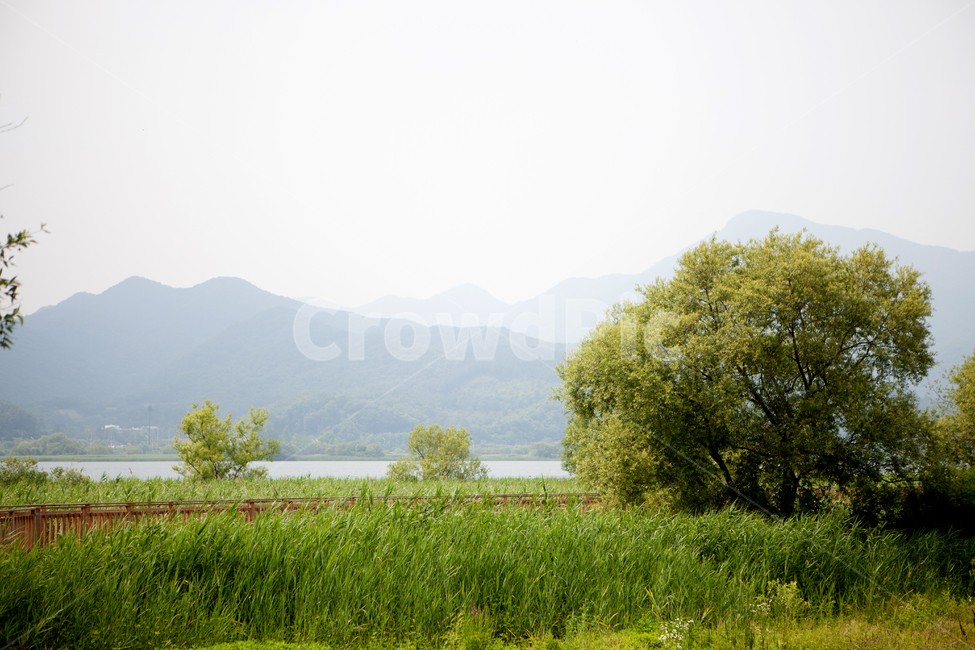 nature,outdoors,옥외,들,grassland,목초지,양평,두물머리,나무,풀,강,자연,봄,여름