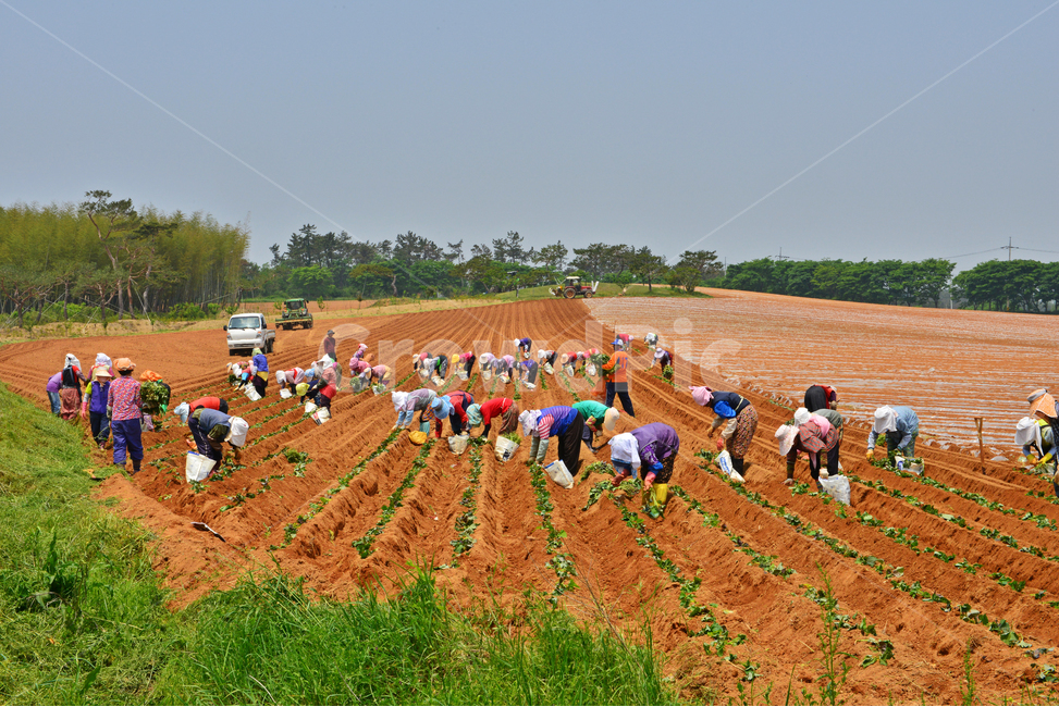 human,인간,person,사람,nature,자연,outdoors,옥외,soil,흙,ground,바닥,전북,고창,학원농장,농장,고구마밭,농사비닐,비닐,농업,농사,경작,영농,농경,사람들,대중,군중,other people,crowd,산업,industry,industrial,농업,농사,agriculture,farming,farming industry
