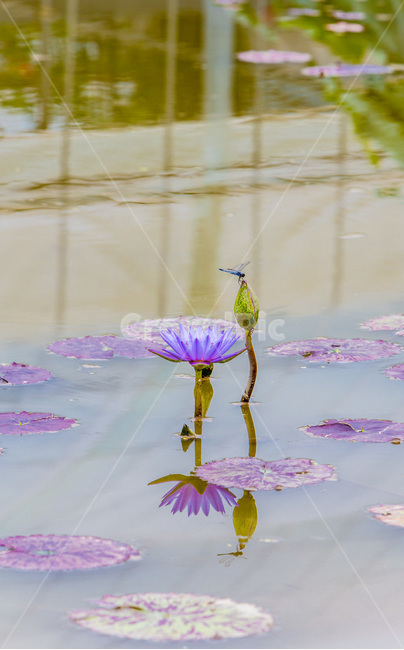 수련,연못,습지,자연,반영,식물,자연,plants,nature,꽃,flower,동물,animal,곤충,벌레,insect,bug