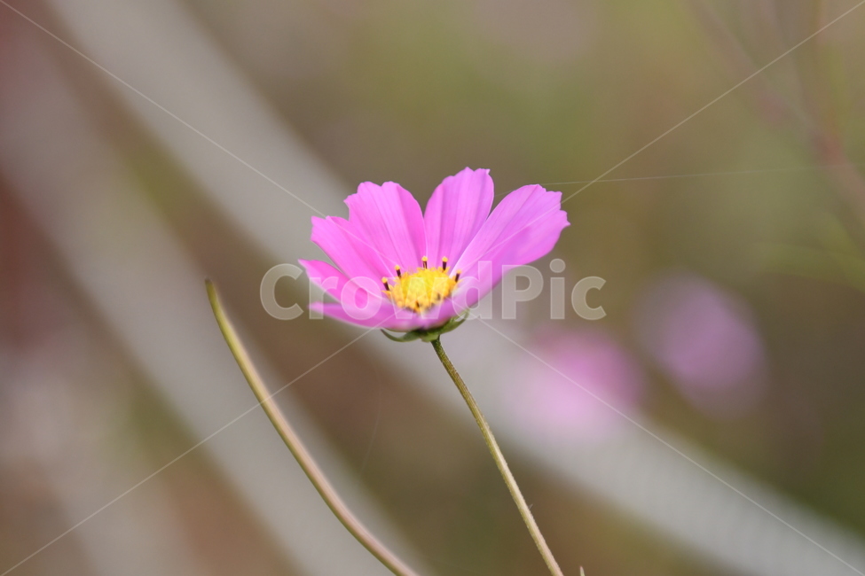 코스모스,가을,꽃,플라워,바탕화면,바람,바람꽃,flower,가을,계절,fall,autumn,season,식물,자연,plants,nature,꽃,flower,plant,petal,꽃잎,blossom