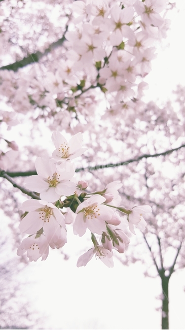 벚꽃,꽃,봄,나무,벚나무,식물,자연,plants,nature,꽃,flower