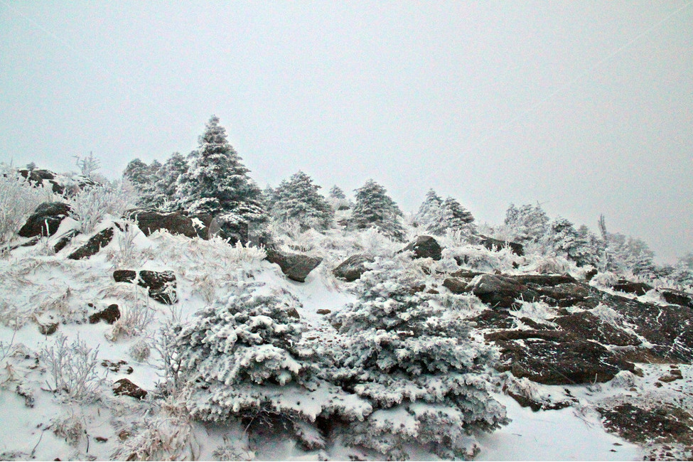 나무,식물,눈,자연,산,눈꽃,겨울,계절,winter,season