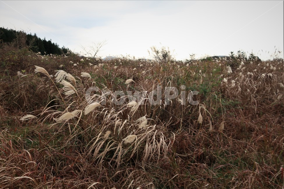 제주,억새,억새풀,군락지,자연,억새밭,풍경,바람,경치,경관,자연,풍경,nature,landscape,식물,plants