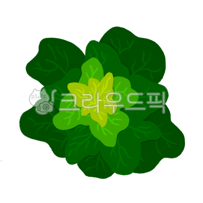 Bomdong,Bomdong painting,spring cabbage,green,napa cabbage,Bomdong Illustration,vegetable