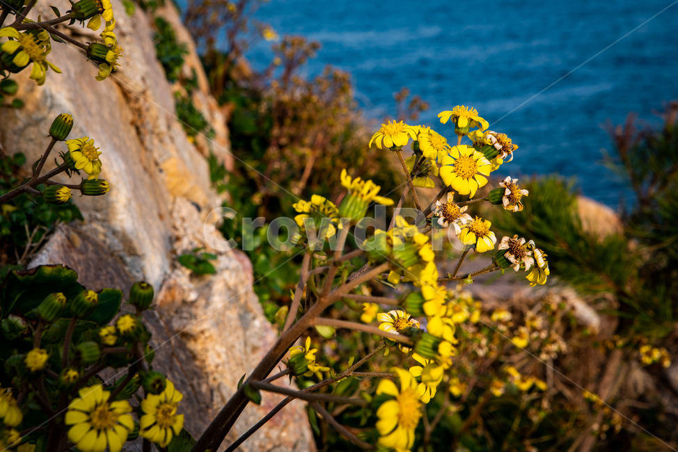 바다,꽃,노랑,풍경,감성,느낌,바탕화면,배경,식물,자연,plants,nature,꽃,flower