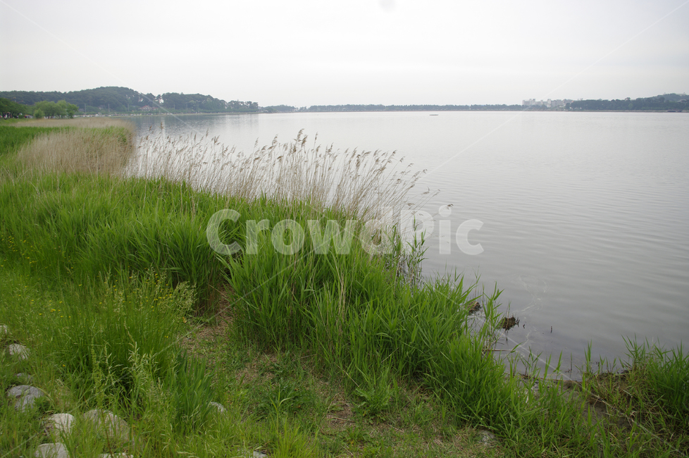 갈대,호수,풍경,식물,자연,가을,계절,fall,autumn,season,자연,풍경,nature,landscape,grass,잔디,plant,water,물,outdoors,옥외