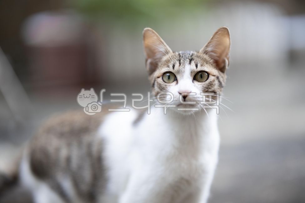 고양이,길고양이,길냥이,동물,animal,cat,wildcat,alleycat,냥이,스냅,고양이스냅,배경,동물배경,고양이배경,길고양이배경,동물,animal,포유류,mammal,고양이,cat,kitten,kitty