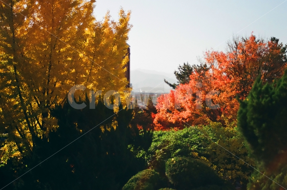 단풍,가을,계절,가을사진,나무,자엿,tree,nature,은행나무,가을,계절,fall,autumn,season,자연,풍경,nature,landscape,plant,식물,maple,leaf,잎