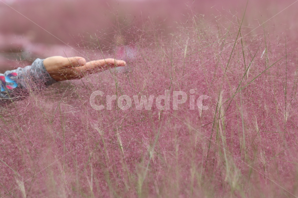 flower,꽃,핑크뮬리,가을,핑크,공원,식물,자연,plants,nature